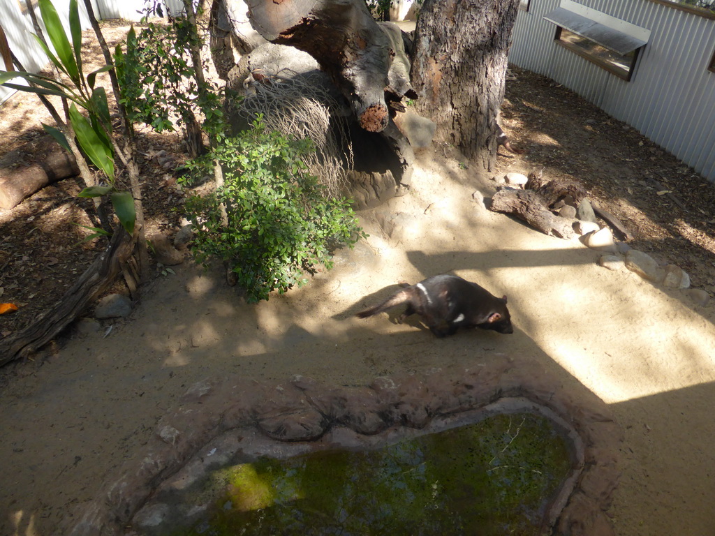 Tasmanian Devil at the Lone Pine Koala Sanctuary