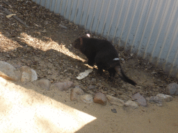 Tasmanian Devil at the Lone Pine Koala Sanctuary