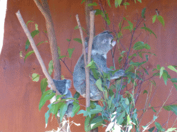 Mother and Joey Koalas at the Lone Pine Koala Sanctuary