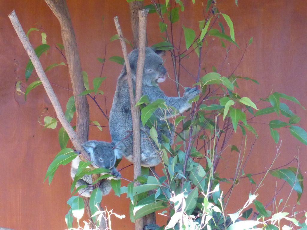 Mother and Joey Koalas at the Lone Pine Koala Sanctuary