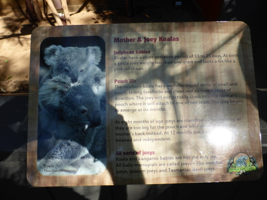 Information on Mother and Joey Koalas at the Lone Pine Koala Sanctuary