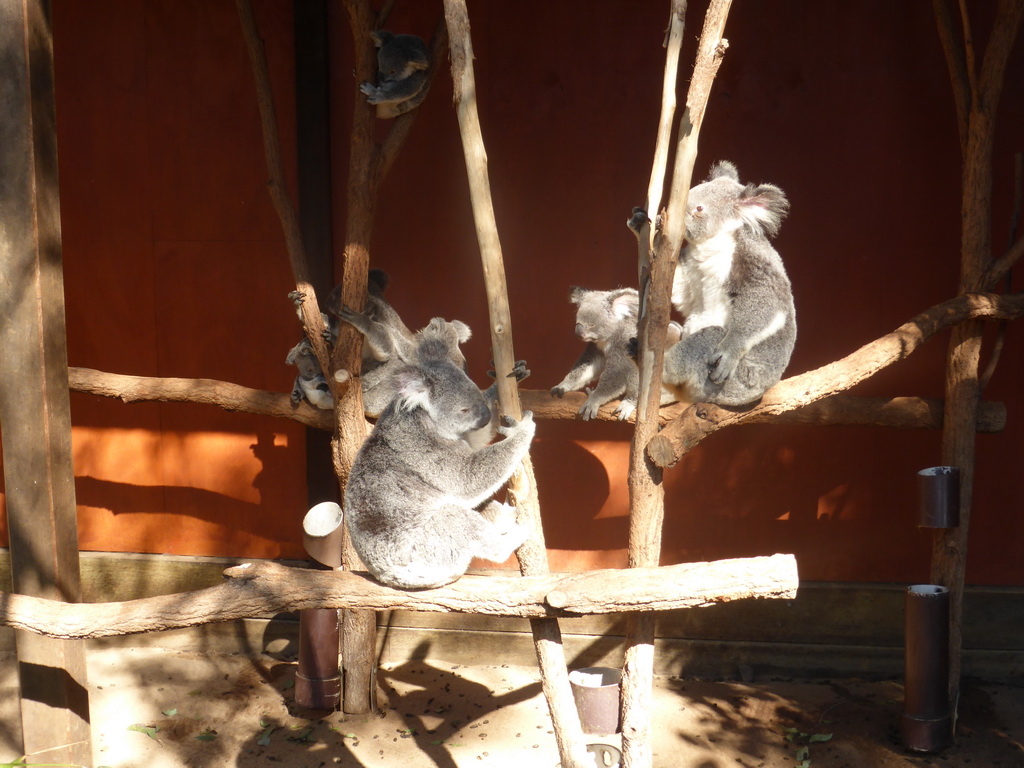 Mother and Joey Koalas at the Lone Pine Koala Sanctuary