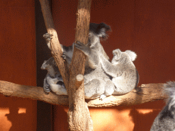 Mother and Joey Koalas at the Lone Pine Koala Sanctuary