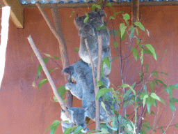 Mother and Joey Koalas at the Lone Pine Koala Sanctuary