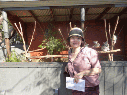 Miaomiao with Mother and Joey Koalas at the Lone Pine Koala Sanctuary