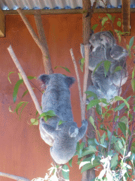 Mother and Joey Koalas at the Lone Pine Koala Sanctuary