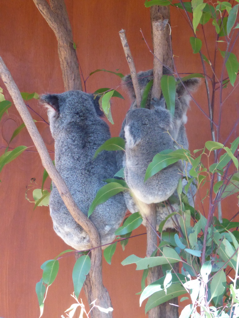 Mother and Joey Koalas at the Lone Pine Koala Sanctuary