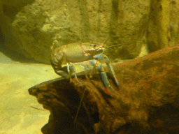 Lobster in the Platypus basin at the Lone Pine Koala Sanctuary