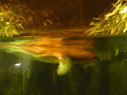 Platypus at the Lone Pine Koala Sanctuary