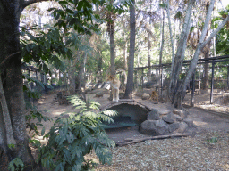 Dingos at the Lone Pine Koala Sanctuary