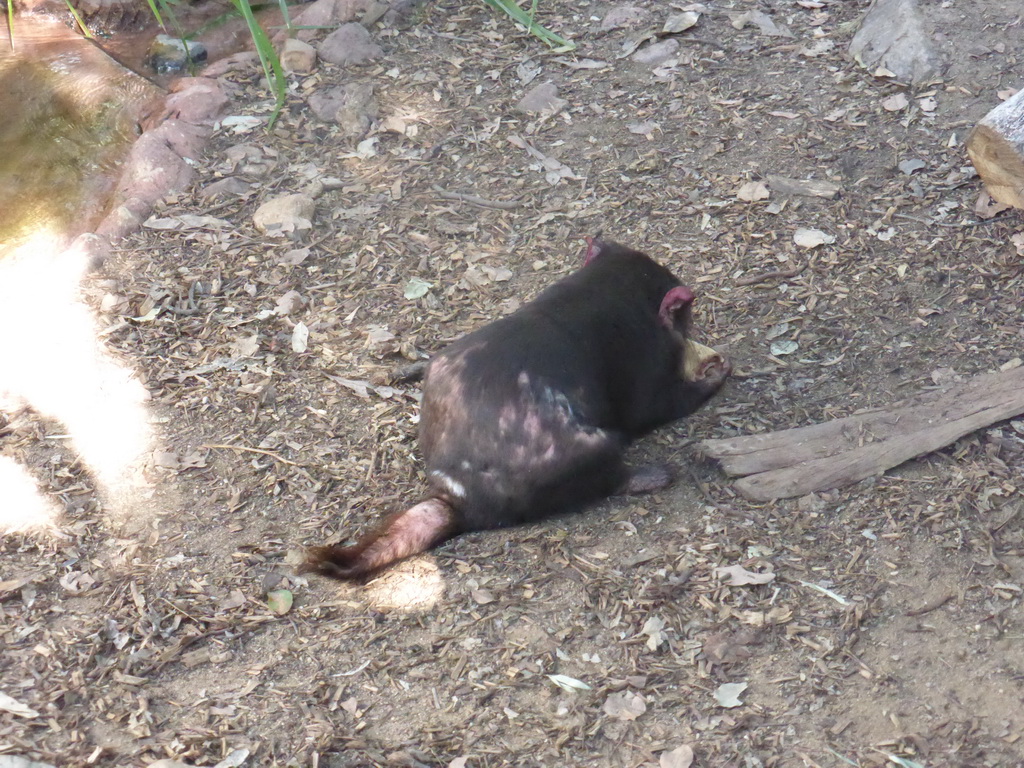 Tasmanian Devil during the feeding at the Lone Pine Koala Sanctuary