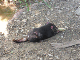 Tasmanian Devil during the feeding at the Lone Pine Koala Sanctuary