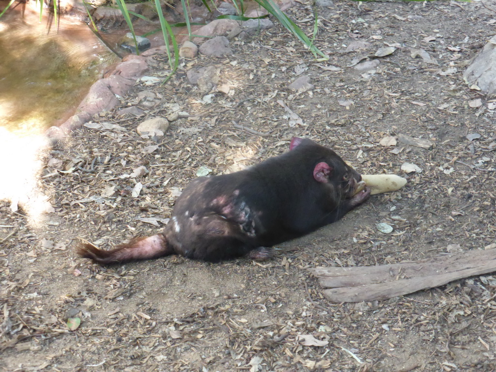 Tasmanian Devil during the feeding at the Lone Pine Koala Sanctuary