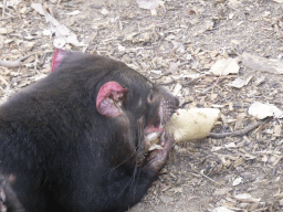 Tasmanian Devil during the feeding at the Lone Pine Koala Sanctuary