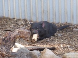 Tasmanian Devil during the feeding at the Lone Pine Koala Sanctuary