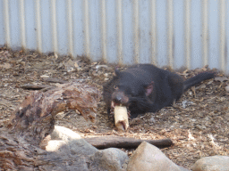 Tasmanian Devil during the feeding at the Lone Pine Koala Sanctuary