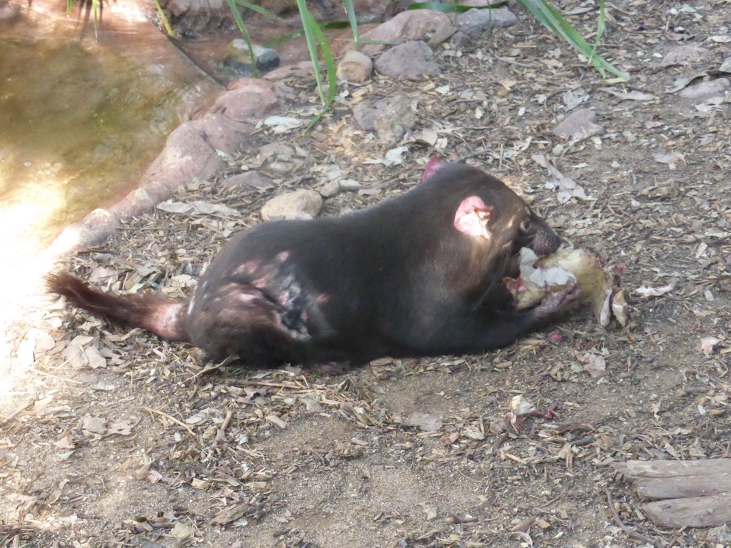 Tasmanian Devil during the feeding at the Lone Pine Koala Sanctuary