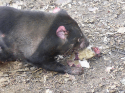 Tasmanian Devil during the feeding at the Lone Pine Koala Sanctuary