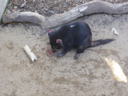 Tasmanian Devil during the feeding at the Lone Pine Koala Sanctuary