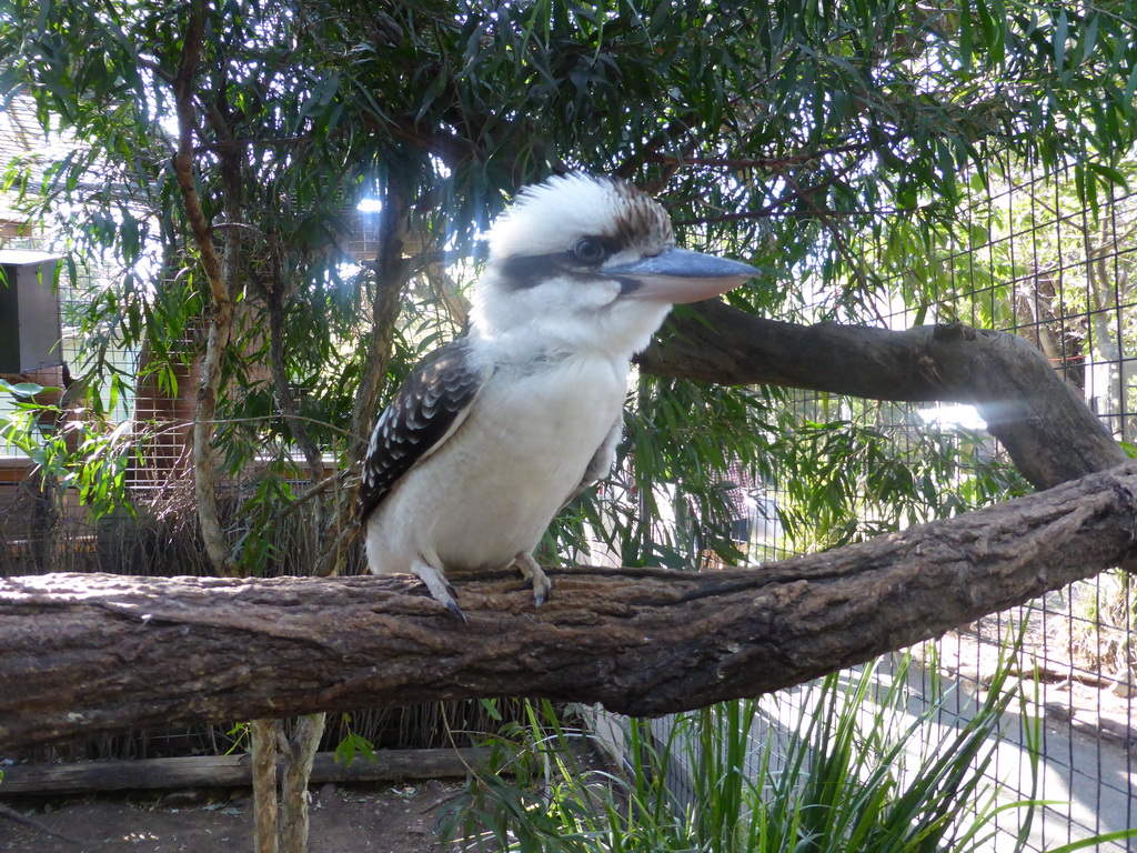 Laughing Kookaburra at the Lone Pine Koala Sanctuary