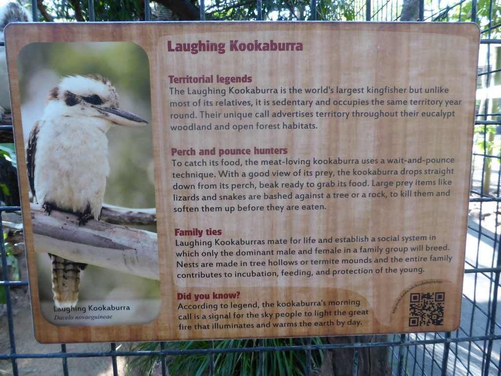 Information on the Laughing Kookaburra at the Lone Pine Koala Sanctuary