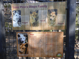 Information on the Dingo family at the Lone Pine Koala Sanctuary