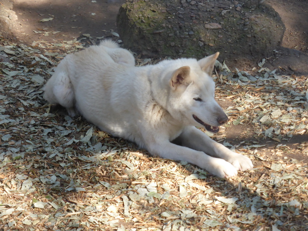 Dingo at the Lone Pine Koala Sanctuary