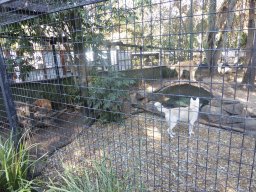 Dingos at the Lone Pine Koala Sanctuary