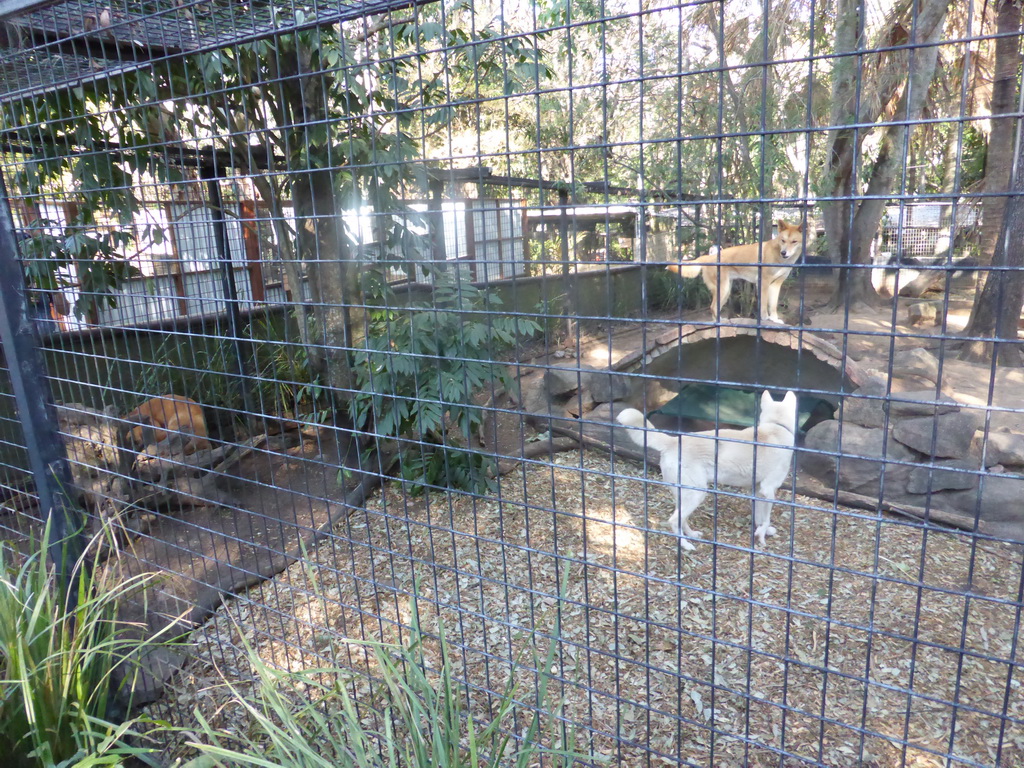 Dingos at the Lone Pine Koala Sanctuary