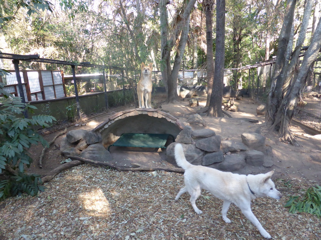 Dingos at the Lone Pine Koala Sanctuary