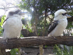 Laughing Kookaburras at the Lone Pine Koala Sanctuary