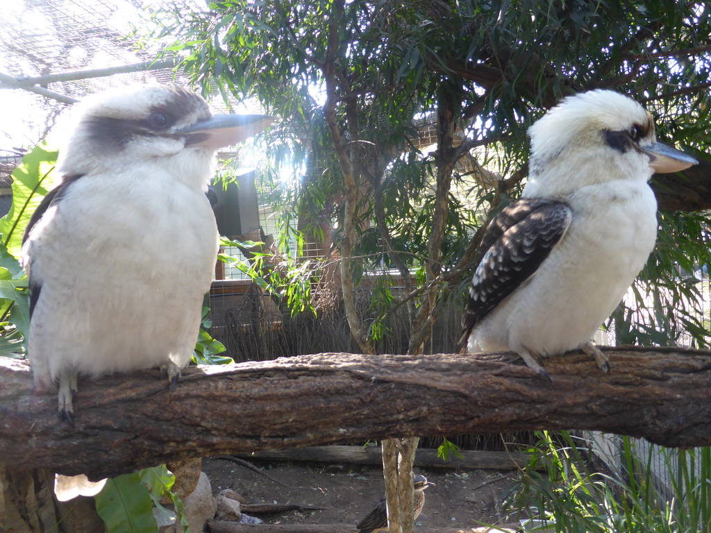 Laughing Kookaburras at the Lone Pine Koala Sanctuary