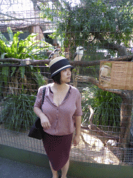 Miaomiao with Laughing Kookaburras at the Lone Pine Koala Sanctuary