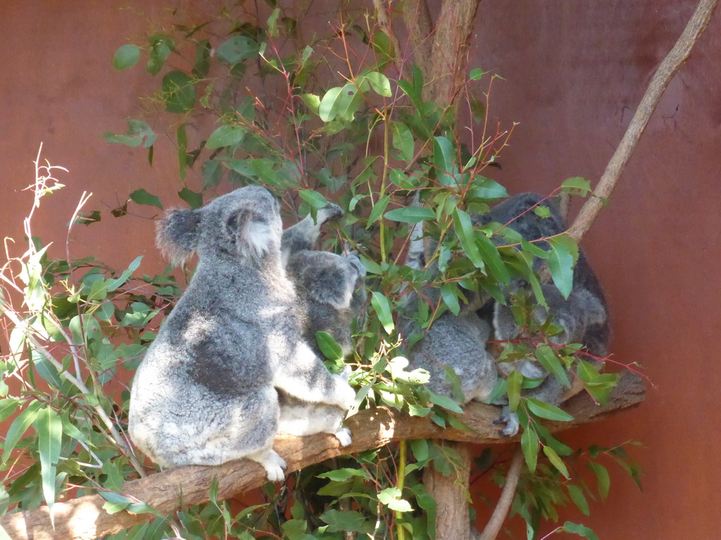 Mother and Joey Koalas at the Lone Pine Koala Sanctuary