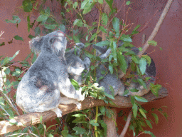 Mother and Joey Koalas at the Lone Pine Koala Sanctuary