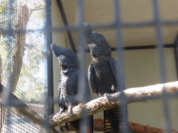 Red-tailed Black Cockatoos at the Lone Pine Koala Sanctuary
