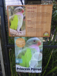 Information on the Princess Parrot at the Lone Pine Koala Sanctuary