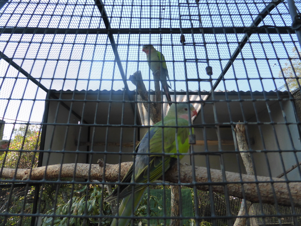 Princess Parrots at the Lone Pine Koala Sanctuary
