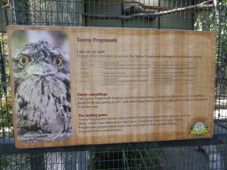 Information on the Tawny Frogmouth at the Lone Pine Koala Sanctuary