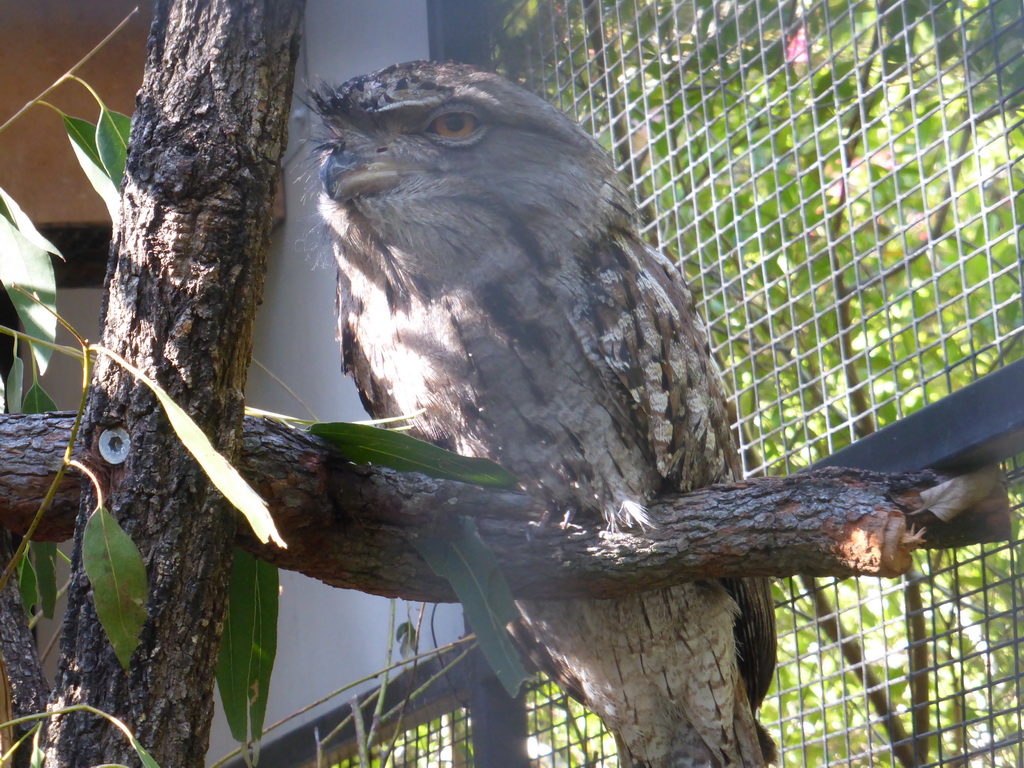 Tawny Frogmouth at the Lone Pine Koala Sanctuary