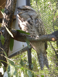 Tawny Frogmouth at the Lone Pine Koala Sanctuary