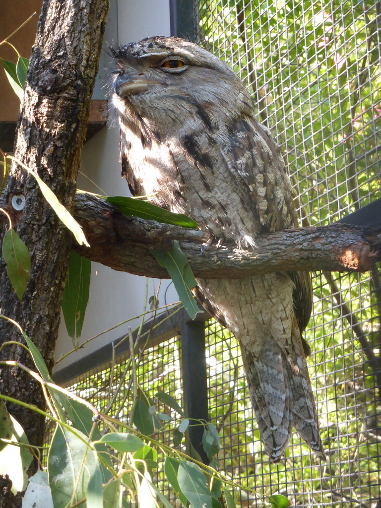 Tawny Frogmouth at the Lone Pine Koala Sanctuary