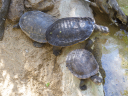 Freshwater Turtles at the Lone Pine Koala Sanctuary