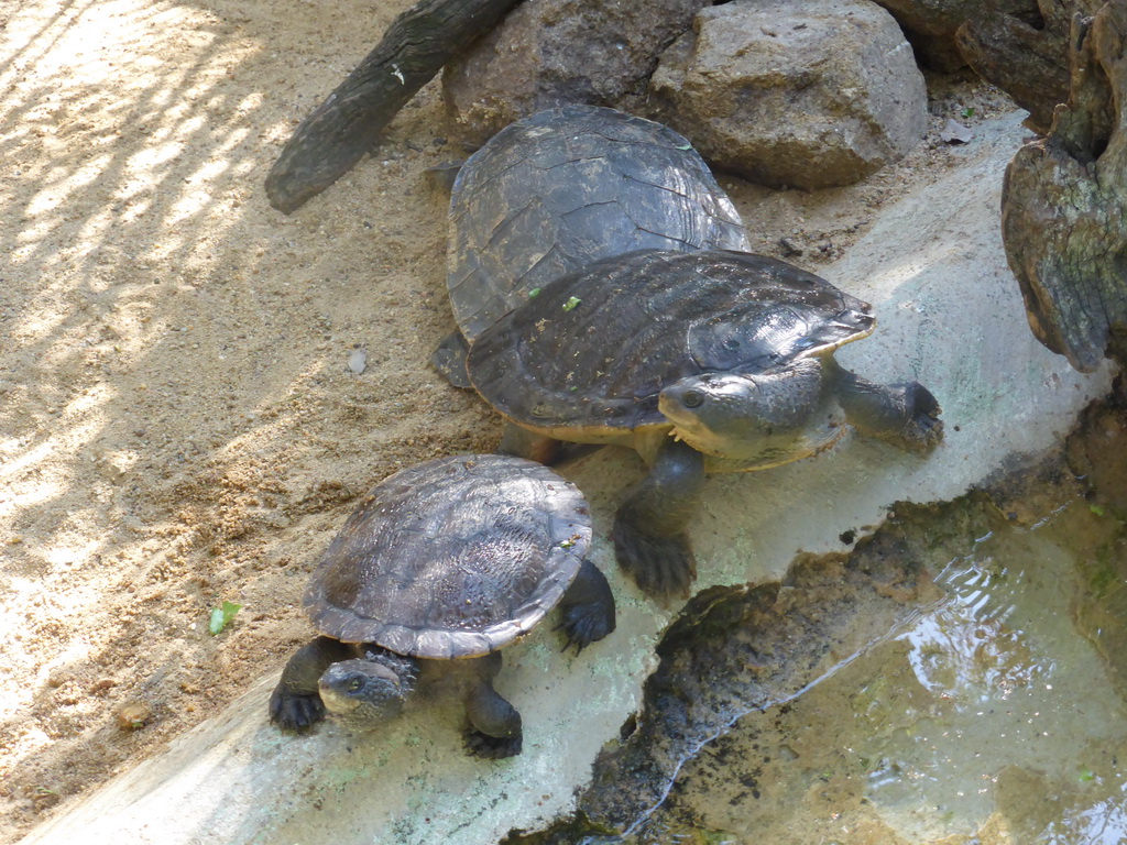 Freshwater Turtles at the Lone Pine Koala Sanctuary