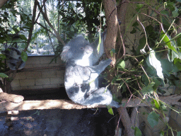Koala at the Lone Pine Koala Sanctuary