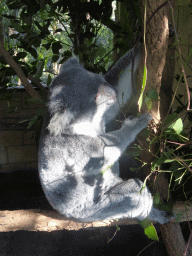 Koala at the Lone Pine Koala Sanctuary