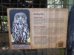 Information on the Barking Owl at the Lone Pine Koala Sanctuary
