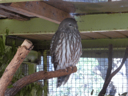 Barking Owl at the Lone Pine Koala Sanctuary