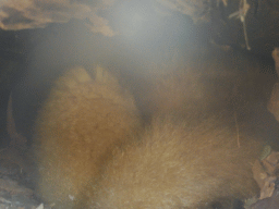 Golden Brushtail Possums at the Lone Pine Koala Sanctuary