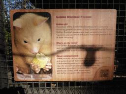 Information on the Golden Brushtail Possum at the Lone Pine Koala Sanctuary